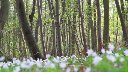 People running together in forest