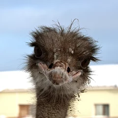 Crédence de cuisine en verre imprimé Autruche Emu. Sweet ostrich