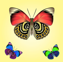 Fototapeta na wymiar Colorful realistic butterflies