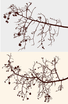 branches with the berries