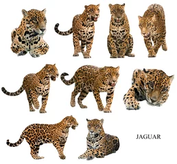Foto op Plexiglas Luipaard jaguar (panthera onca) geïsoleerd op witte achtergrond