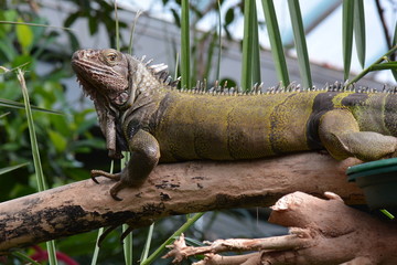 An iguana surveys its kingdom,I am the big boss man