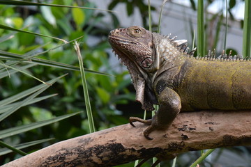An iguana surveys its kingdom,I am the big boss man