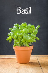 Basil in a clay pot on a dark background
