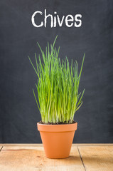 Chives in a clay pot on a dark background