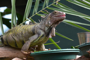 Iguana portrait