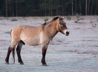 Przewalski Pferd in Tennenlohe IV