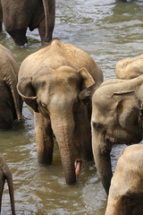 Elefanten in einem Elefantenwaisenhaus in Sri Lanka