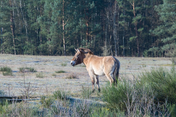 Przewalski Pferd in Tennenlohe I