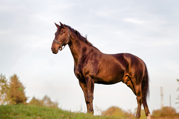 Adult Brown Horse