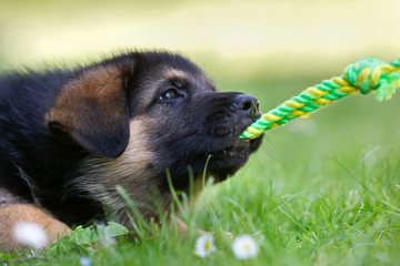 German shepherd baby dog pulling a rope