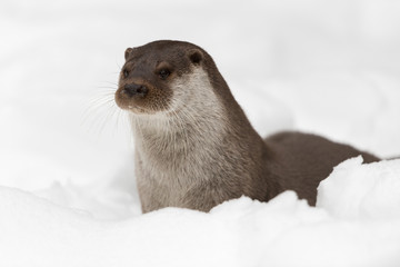 Eurasischer Fischotter, European otter, Lutra lutra