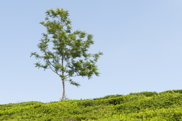 Teeplantage und ein Baum