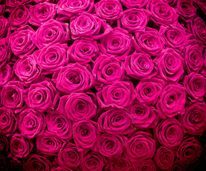 Magenta natural roses background