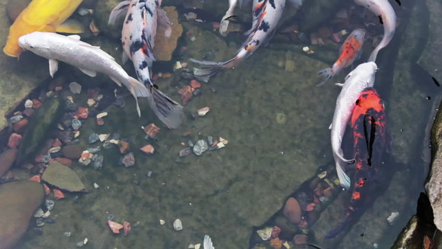 Koi fish swim in the artificial pond