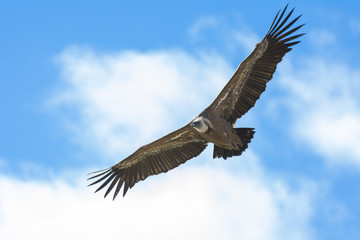 Griffon vulture in Duraton Canyon Natural Park in Segovia, Spain