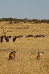 Obraz na płótnie Canvas Royal couple hunts wildebeests at African savannah