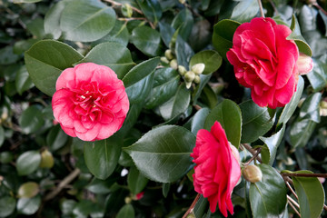 Spring. Nature. Red flowers