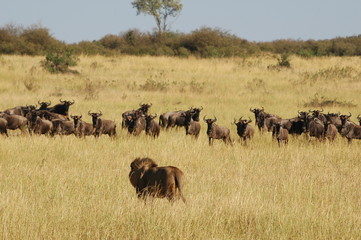 Lion hunts wildebeests at African savannah