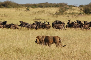 Lion hunts wildebeests at African savannah