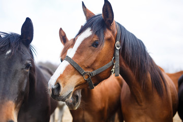 Obraz premium Portrait of horses