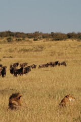Fototapeta na wymiar Royal couple hunts wildebeests at African savannah
