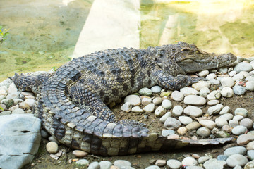 .Crocodile