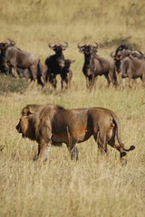 Fototapeta premium Lion hunts wildebeests at African savannah