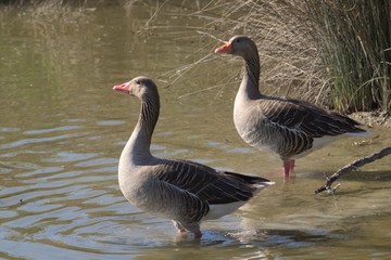 Naklejka na ściany i meble Couple of greylag geese (Anser anser) – wild goose