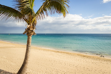 Palm tree on a sand beach in Canary Islands