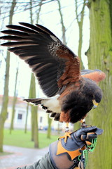 The Hawk © shutterfil77