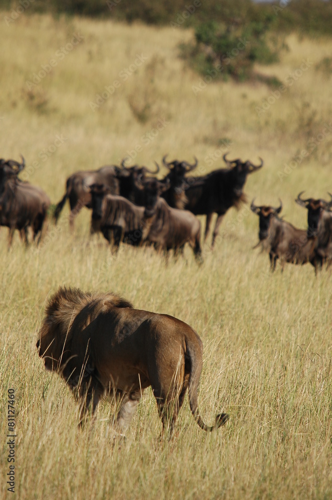 Wall mural lion hunts wildebeests at masai mara, kenya