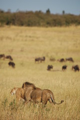 Obraz premium Royal couple hunts wildebeests at African savannah