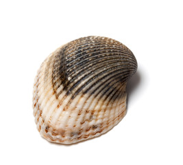 Seashell isolated on white background