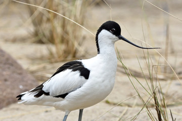 Pied Avocet (Recurvirostra avosetta)