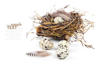 Naklejka na ściany i meble quail eggs on white background