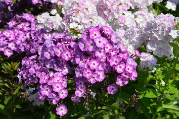 Phlox, Flammenblume