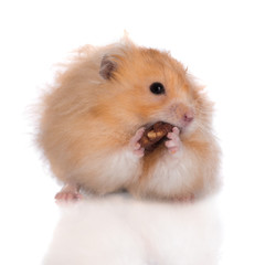 funny hamster eating a nut