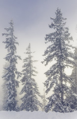 Obraz premium Nebel im Wald