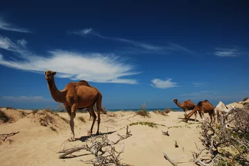 Türaufkleber Kamele © Ariane Citron