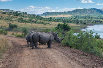 Rhinocéros, parc national de Pilanesberg. Afrique du Sud.