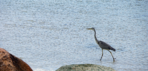 heron in the ocean