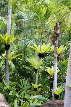 Beautiful green palm