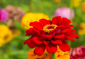 Zinnias