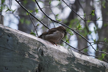 sparrow