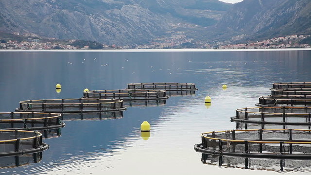 Coastal fish farming in Montenegro