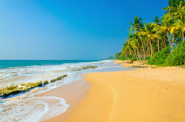 Amazing view of exotic sandy beach with high palm trees against