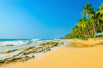 Amazing view of exotic sandy beach with high palm trees against