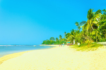 Amazing view of exotic sandy beach with high palm trees against