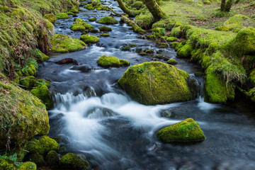 Fototapeta na wymiar Wild stream in old forest, water blurred in motion